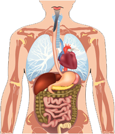 Torso humano mostrando el sistema digestivo