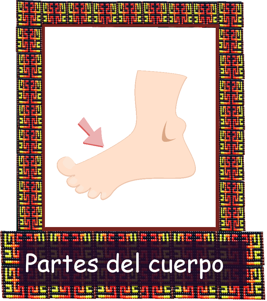 Partes del cuerpo
